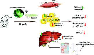 Graphical abstract: Saponins from Boussingaultia gracilis prevent obesity and related metabolic impairments in diet-induced obese mice