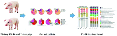 Graphical abstract: d- and l-Aspartate regulates growth performance, inflammation and intestinal microbial community in young pigs