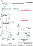 Graphical abstract: In vitro fermentation of raffinose by the human gut bacteria