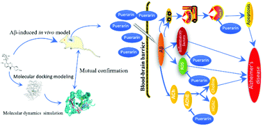 Graphical abstract: The in silico and in vivo evaluation of puerarin against Alzheimer's disease