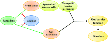 Graphical abstract: Lentinan administration relieves gut barrier dysfunction induced by rotavirus in a weaned piglet model
