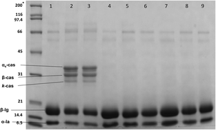 Graphical abstract: Effect of protein composition of a model dairy matrix containing various levels of beta-casein on the structure and anti-inflammatory activity of in vitro digestates