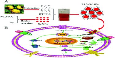 Graphical abstract: Biofunctionalization of selenium nanoparticles with a polysaccharide from Rosa roxburghii fruit and their protective effect against H2O2-induced apoptosis in INS-1 cells