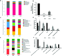 Graphical abstract: Bovine α-lactalbumin hydrolysates ameliorate obesity-associated endotoxemia and inflammation in high-fat diet-fed mice through modulation of gut microbiota