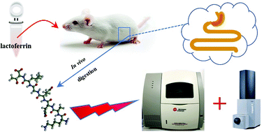 Graphical abstract: Identification and availability of peptides from lactoferrin in the gastrointestinal tract of mice