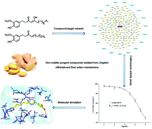 Graphical abstract: Non-volatile pungent compounds isolated from Zingiber officinale and their mechanisms of action