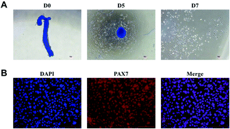 Graphical abstract: Lysine-induced swine satellite cell migration is mediated by the FAK pathway