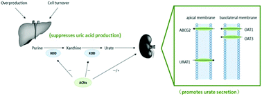 Graphical abstract: Hypouricemic and nephroprotective roles of anthocyanins in hyperuricemic mice