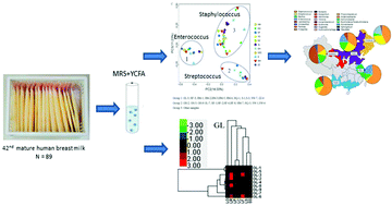 Graphical abstract: Geographical location specific composition of cultured microbiota and Lactobacillus occurrence in human breast milk in China