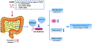 Graphical abstract: Dietary inulin alleviates diverse stages of type 2 diabetes mellitus via anti-inflammation and modulating gut microbiota in db/db mice