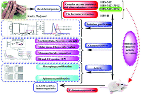 Graphical abstract: Structure–immunomodulatory activity relationships of Hedysarum polysaccharides extracted by a method involving a complex enzyme combined with ultrasonication