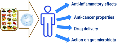 Graphical abstract: Biological properties of plant-derived extracellular vesicles