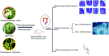 Graphical abstract: Protective effect of three glucomannans from different plants against DSS induced colitis in female BALB/c mice