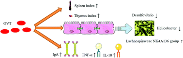 Graphical abstract: Ovotransferrin ameliorates the dysbiosis of immunomodulatory function and intestinal microbiota induced by cyclophosphamide
