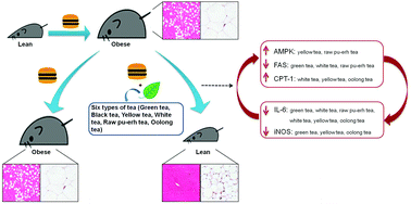Graphical abstract: Six types of tea reduce high-fat-diet-induced fat accumulation in mice by increasing lipid metabolism and suppressing inflammation