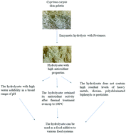 Graphical abstract: Evaluation of the potential use of a carp (Cyprinus carpio) skin gelatine hydrolysate as an antioxidant component