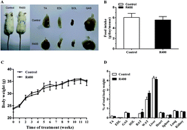 Graphical abstract: Resveratrol regulates skeletal muscle fibers switching through the AdipoR1-AMPK-PGC-1α pathway
