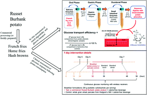 Graphical abstract: Potato product form impacts in vitro starch digestibility and glucose transport but only modestly impacts 24 h blood glucose response in humans