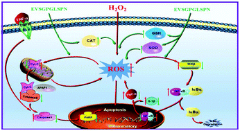 Graphical abstract: Potential mechanisms mediating the protective effects of a peptide from walnut (Juglans mandshurica Maxim.) against hydrogen peroxide induced neurotoxicity in PC12 cells