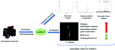 Graphical abstract: Evaluation of the antioxidant effects of acid hydrolysates from Auricularia auricular polysaccharides using a Caenorhabditis elegans model