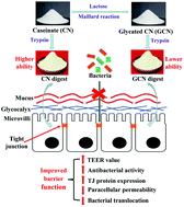 Graphical abstract: Influence of the Maillard-type caseinate glycation with lactose on the intestinal barrier activity of the caseinate digest in IEC-6 cells