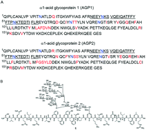 Graphical abstract: Synthetic glycopeptides as a designated standard in focused glycoproteomics to discover serum cancer biomarkers