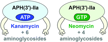 Graphical abstract: Nucleoside triphosphate cosubstrates control the substrate profile and efficiency of aminoglycoside 3′-O-phosphotransferase type IIa