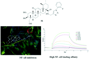 Graphical abstract: Synthesis and discovery of asiatic acid based 1,2,3-triazole derivatives as antitumor agents blocking NF-κB activation and cell migration