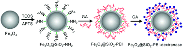 Graphical abstract: Improving the stability and reusability of dextranase by immobilization on polyethylenimine modified magnetic particles