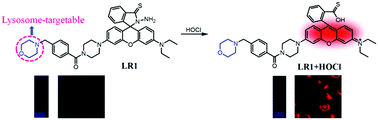 Graphical abstract: A fluorescent probe for the detection of HOCl in lysosomes