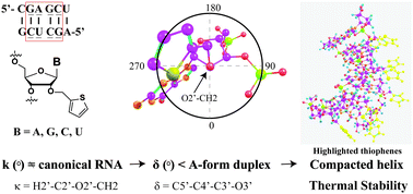 Graphical abstract: Modeling of canonical and C2′-O-thiophenylmethyl modified hexamers of RNA. Insights into the nature of structural changes and thermal stability