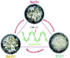 Graphical abstract: The effect of solvent on one-dimensional cadmium coordination polymers