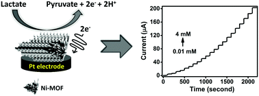 Graphical abstract: A novel electrochemical sensor based on a nickel-metal organic framework for efficient electrocatalytic oxidation and rapid detection of lactate