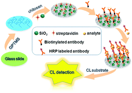 Graphical abstract: Biofunctionalized mesoporous silica nanospheres for the ultrasensitive chemiluminescence immunoassay of tumor markers