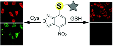 Graphical abstract: A NBD-S-rhodamine dyad for dual-color discriminative imaging of biothiols and Cys/Hcy