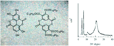 Graphical abstract: Phase transition and molecular assembly structure of ellagic acid ester derivatives