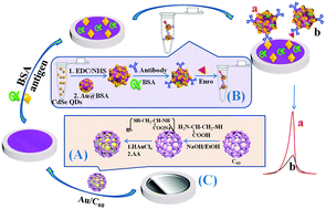 Graphical abstract: Sensitive detection of enrofloxacin using an electrochemiluminescence immunosensor based on gold-functionalized C60 and Au@BSA nanoflowers