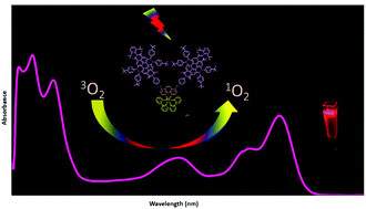 Graphical abstract: A novel photosensitizer based on a ruthenium(ii) phenanthroline bis(perylenediimide) dyad: synthesis, generation of singlet oxygen and in vitro photodynamic therapy