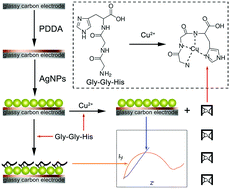 Graphical abstract: Gly–Gly–His tripeptide- and silver nanoparticle-assisted electrochemical evaluation of copper(ii) ions in aqueous environment