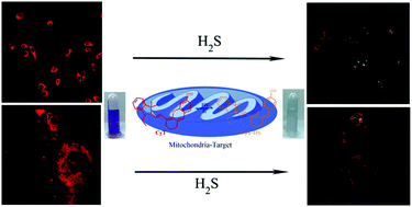 Graphical abstract: Naked-eye and ratiometric fluorescence probe for fast and sensitive detection of hydrogen sulfide and its application in bioimaging