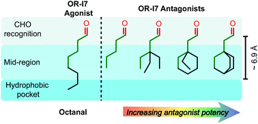 Graphical abstract: Carbon chain shape selectivity by the mouse olfactory receptor OR-I7