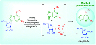 Graphical abstract: Chemoenzymatic synthesis of cytokinins from nucleosides: ribose as a blocking group