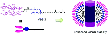 Graphical abstract: Vitamin E-based glycoside amphiphiles for membrane protein structural studies