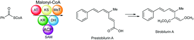 Graphical abstract: Investigations into the biosynthesis of the antifungal strobilurins