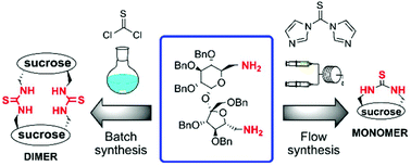 Graphical abstract: “Choose-a-size” control in the synthesis of sucrose based urea and thiourea macrocycles