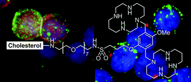 Graphical abstract: Synthesis and biological activity of a CXCR4-targeting bis(cyclam) lipid