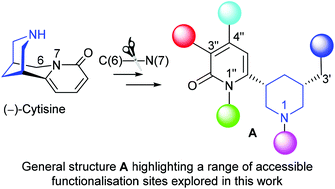 Graphical abstract: (−)-Cytisine: Access to a stereochemically defined and functionally flexible piperidine scaffold