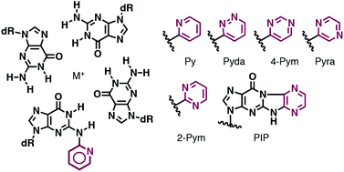 Graphical abstract: Tolerance of N2-heteroaryl modifications on guanine bases in a DNA G-quadruplex