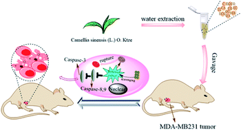 Graphical abstract: Tea regimen, a comprehensive assessment of antioxidant and antitumor activities of tea extract produced by Tie Guanyin hybridization
