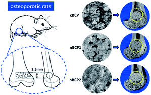 Graphical abstract: In vitro and in vivo assessment of nanostructured porous biphasic calcium phosphate ceramics for promoting osteogenesis in an osteoporotic environment